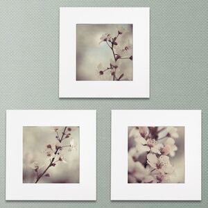 12x12 Flower Photos, Set of 3, Matted Plum Blossom Floral Art